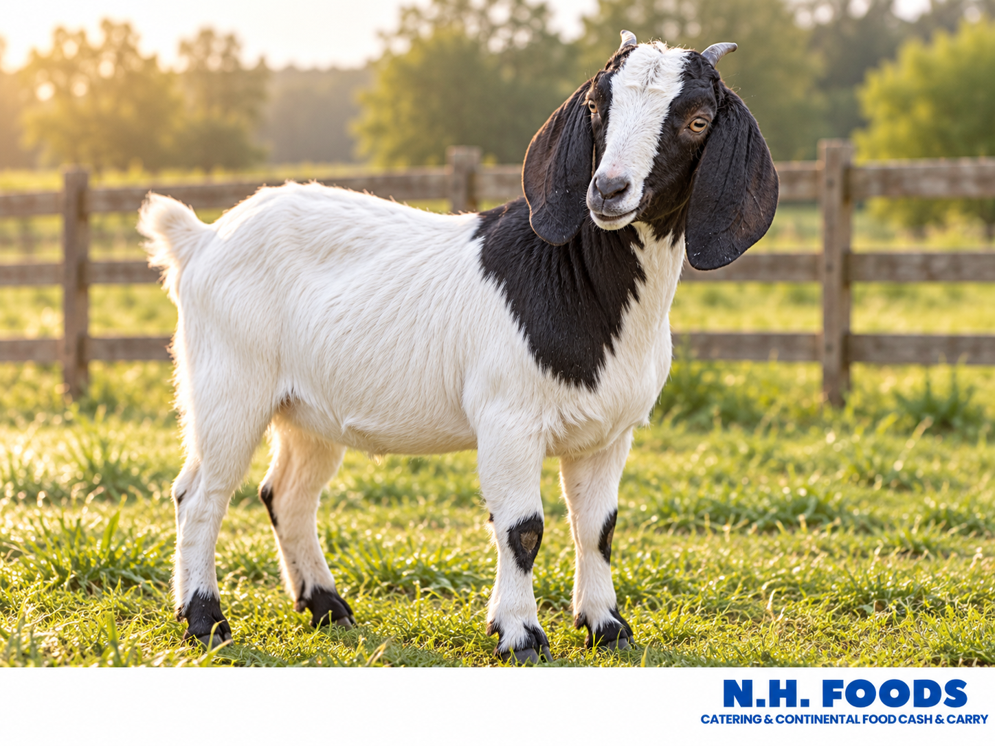 Black and white goat standing in a grassy farm paddock