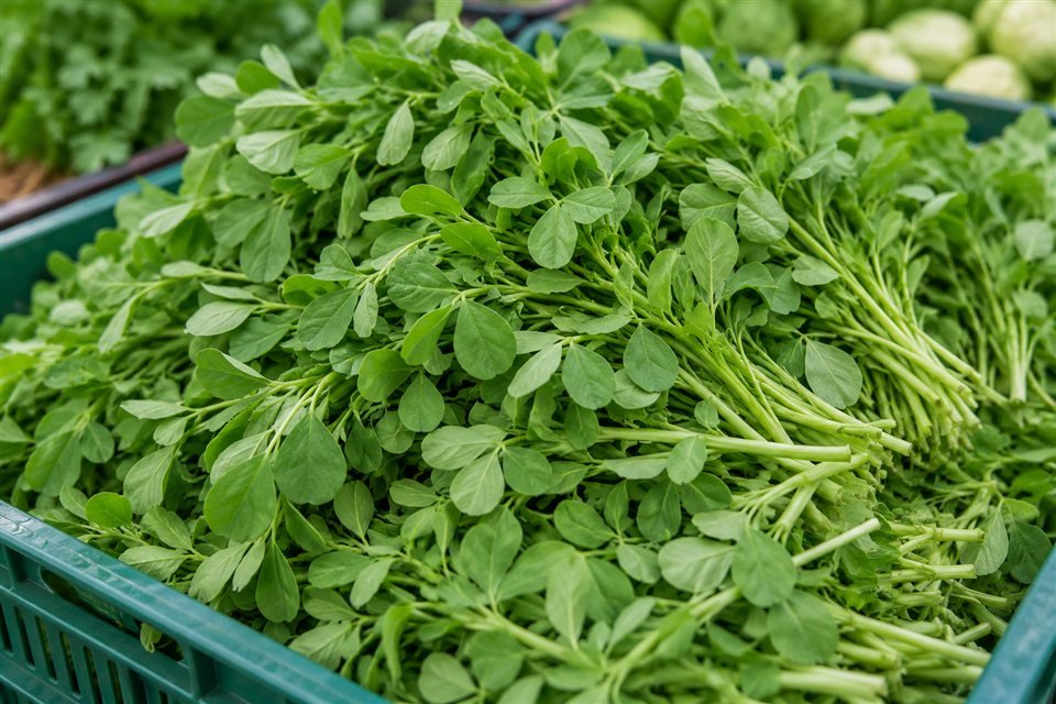 Fresh methi leaves and stems in a produce crate
